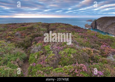 Küstenwanderweg die Heidelandschaft am Cap Frehel GR 34. Bretagne Frankreich Foto Stock