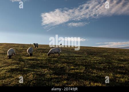 Pascolo di pecore su una collina del Sussex presto su un autunno mattina Foto Stock