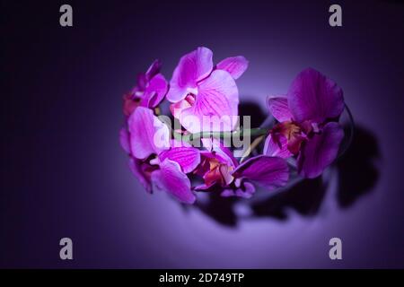 orchidea viola artificiale in un vaso Foto Stock