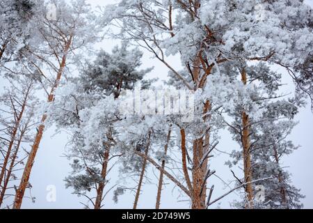 pini alti nella neve e nel gelo Foto Stock