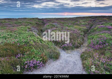 Küstenwanderweg die Heidelandschaft am Cap Frehel GR 34. Bretagne Frankreich Foto Stock