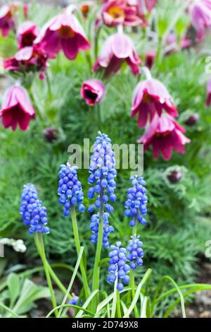 Stagione primaverile bellezza Muscari Pasque fiore Pulsatilla Rubra uva giacinto fiore Foto Stock