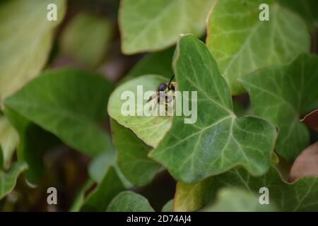 wasp si riposa Foto Stock