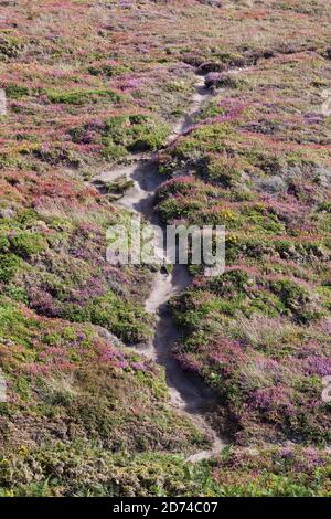 Küstenwanderweg die Heidelandschaft am Cap Frehel GR 34. Bretagne Frankreich Foto Stock