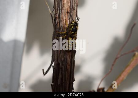 wasp si riposa Foto Stock