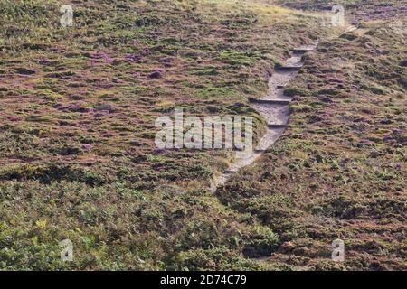 Küstenwanderweg die Heidelandschaft am Cap Frehel GR 34. Bretagne Frankreich Foto Stock