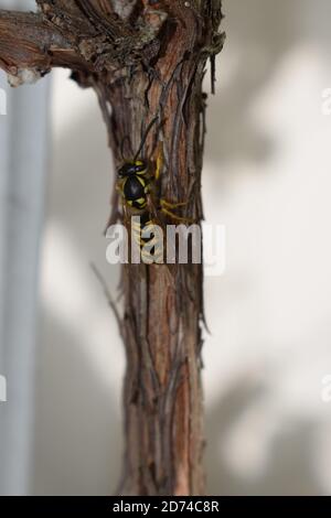 wasp si riposa Foto Stock