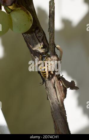 wasp si riposa Foto Stock