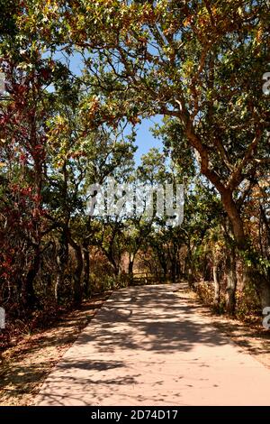 Percorso attraverso gli alberi autunnali nel Giardino degli dei National Landmark a Colorado Springs, Colorado, Stati Uniti Foto Stock