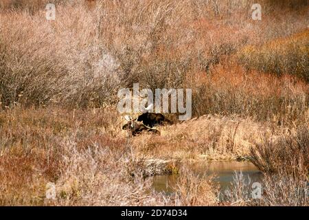 Moose (Nord America) o alci (Eurasia), alces, che riposa in erbe di stagno in Breckenridge, Colorado, Stati Uniti Foto Stock