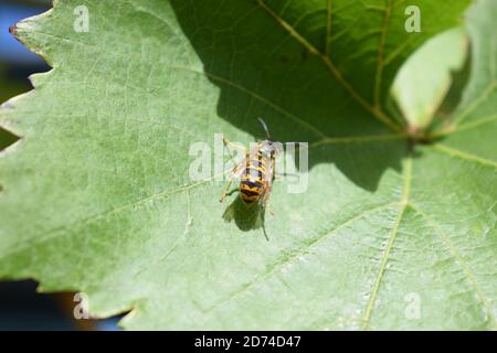 wasp si riposa Foto Stock