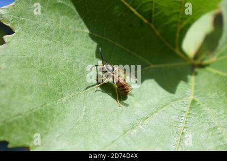 wasp si riposa Foto Stock