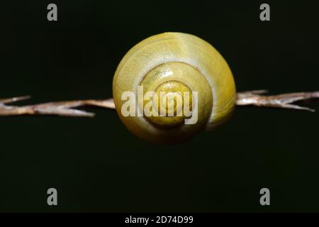 guscio di lumaca bianco con labbro sull'erba Foto Stock