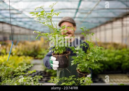 Giardiniere maschio felice con baffi offrono piante e fiori a. i clienti nella serra Foto Stock