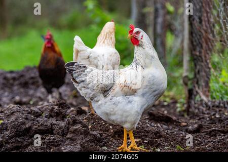 Fuoco selettivo, all'aperto ritratto di gallina bianca, pollo libero di gamma su allevamento di pollame tradizionale, Bulgaria Foto Stock