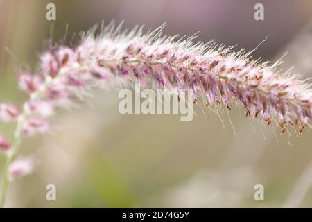 Pennisetum orientale 'Karley Rose', Fontana Orientale Erba Foto Stock