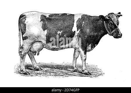 Razza bovina Holstein, Holstein Frisian bovini, Dutch vacca, latte vacca / Rinderrasse Holstein, Holstein Frisian bovini, Holländer Kuh, Milchkuh, Historisch, storico, digitale riproduzione migliorata di un originale del 19 ° secolo / digitale Reproduktion einer Originalvollage aus dem 19. Jahrhundert Foto Stock