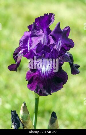 Alto bearded Iris fiore blu 'Winners Circle' fiore blu scuro Foto Stock