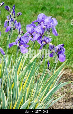 Foglie di iride dolce Iris pallida variegata fiori blu Foto Stock