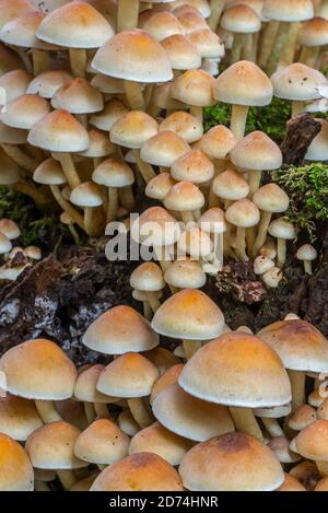 Tuft di zolfo / tuft di zolfo (Hypholoma fasciculare / Psilocybe fascicularis) fungo che cresce su tronco di albero di trasmissione in marcio nella foresta di autunno Foto Stock