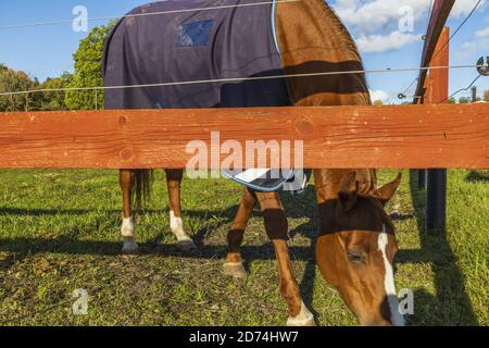 Bella vista ravvicinata del pascolo dei cavalli in paddock. Concetto di animali. Foto Stock