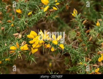 Bellissimi fiori gialli su una foresta di gole di prickly selvatiche nella foresta di Norfolk. Foto Stock