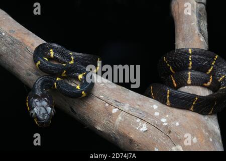 Mangrovie gatto serpente o Boiga melanota poggiato sul ramo. Foto Stock