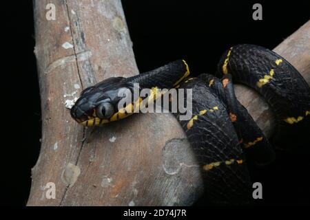 Mangrovie gatto serpente o Boiga melanota poggiato sul ramo. Foto Stock