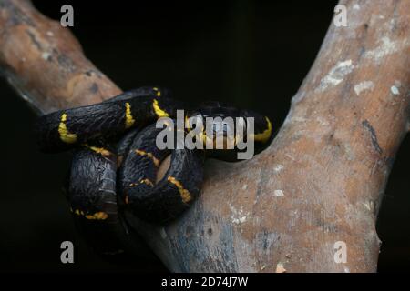 Mangrovie gatto serpente o Boiga melanota poggiato sul ramo. Foto Stock