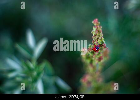 Macro di due coccinelle che si accoppiano su uno stabilimento in Canada. Foto Stock