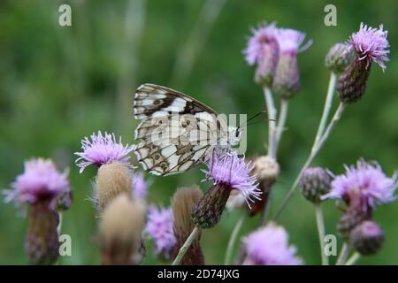 Primo piano di una farfalla bianca marmorizzata sulla parte superiore di un fiore scabio Foto Stock