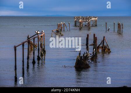 Colonia cormorana sul vecchio molo di Punta Arenas, Magallanes e Antartica Chilena Regione, Cilena Patagonia, Cile Foto Stock