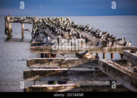 Colonia cormorana sul vecchio molo di Punta Arenas, Magallanes e Antartica Chilena Regione, Cilena Patagonia, Cile Foto Stock