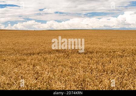 Orecchie di maturazione del campo di grano prato. Bellissimo campo paesaggio. Campo di grano d'oro. Beards of Golden Barley primo piano Foto Stock