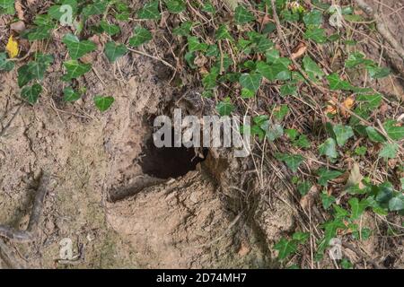 Buco di coniglio in Cornish hedgerow. Metafora lungo il buco di coniglio, teorie cospirative, animali burrows, entrare nell'ignoto, coniglio correre, rifugio sicuro. Foto Stock