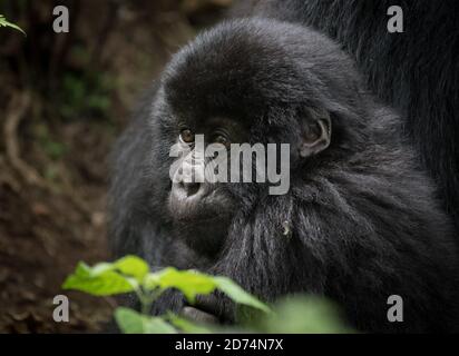 Un gorilla di montagna infantile nel Parco Nazionale dei Vulcani in Ruanda Foto Stock