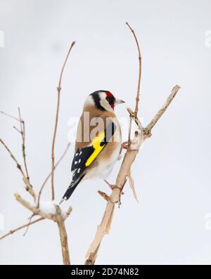 Goldfinch, europeo, arroccato su un arbusto nella neve d'inverno, Galles, regno unito Foto Stock