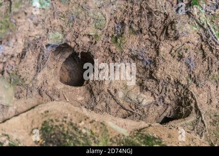 Buco di coniglio in Cornish hedgerow. Metafora lungo il buco di coniglio, teorie cospirative, animali burrows, entrare nell'ignoto, coniglio correre, rifugio sicuro. Foto Stock