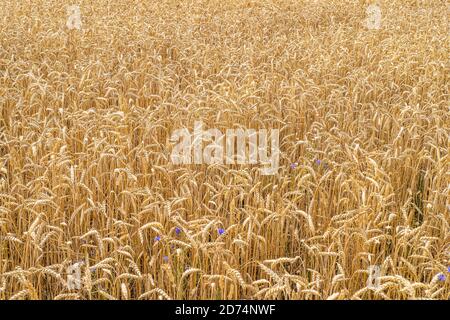 Campo agricolo di grano dorato. Orecchie di maturazione del campo di grano prato. Beards of Golden Barley primo piano Foto Stock