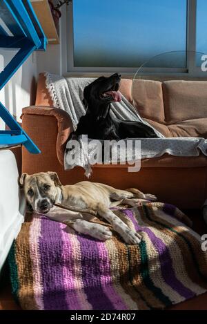 Fotografia verticale di due cani bellissimi che giacciono sul divano sulla terrazza della casa Foto Stock
