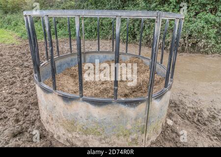 Alimentatore circolare di bestiame bovino imballato con l'hylage, & circondato da slurry di bestiame & fango. Per l'industria zootecnica del Regno Unito, l'agricoltura e l'agricoltura nel Regno Unito. Foto Stock