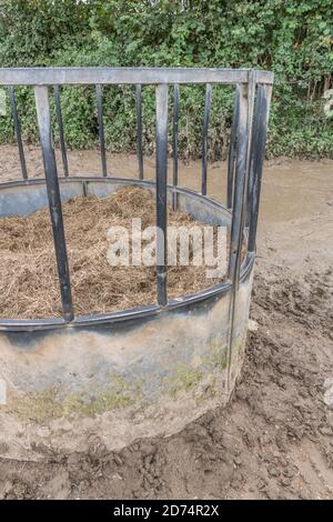 Alimentatore circolare di bestiame bovino imballato con l'hylage, & circondato da slurry di bestiame & fango. Per l'industria zootecnica del Regno Unito, l'agricoltura e l'agricoltura nel Regno Unito. Foto Stock