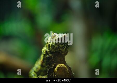 Primo piano di una lucertola di coccodrillo cinese (Shinisaurus crocodilurus). Foto Stock