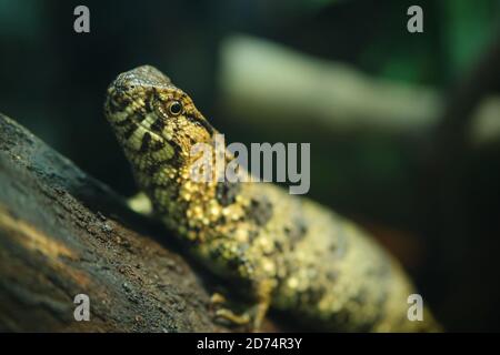 Primo piano di una lucertola di coccodrillo cinese (Shinisaurus crocodilurus). Foto Stock