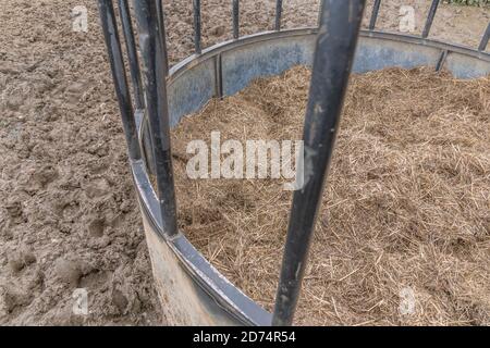 Alimentatore circolare di bestiame bovino imballato con l'hylage, & circondato da slurry di bestiame & fango. Per l'industria zootecnica del Regno Unito, l'agricoltura e l'agricoltura nel Regno Unito. Foto Stock