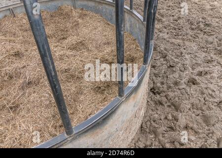 Alimentatore circolare di bestiame bovino imballato con l'hylage, & circondato da slurry di bestiame & fango. Per l'industria zootecnica del Regno Unito, l'agricoltura e l'agricoltura nel Regno Unito. Foto Stock