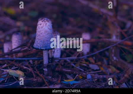 Funghi fotografati con arte, foto scura di funghi, pavimento forestale con bellissimi funghi Foto Stock