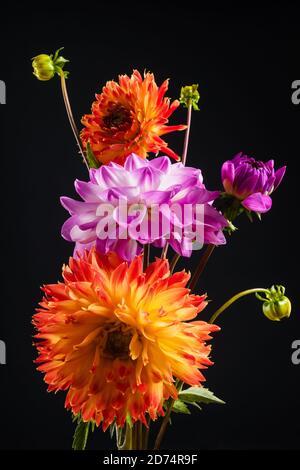 Fiori di dahlia arancio e rosa isolati su uno sfondo scuro Foto Stock