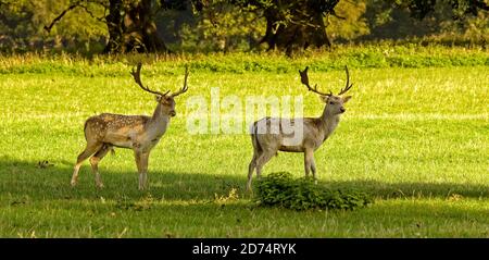 Profilo di coppia di Bucks comuni di fiocchi, in Holkham Hall Grounds, Autunno. Formato orizzontale. Foto Stock