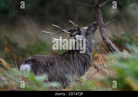 Sika stag durante l'autunno rut Foto Stock